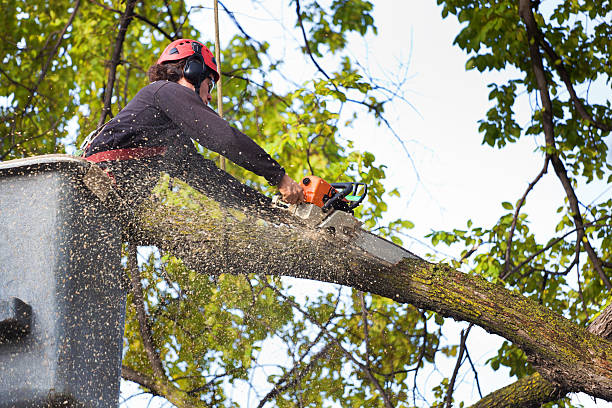 Best Lawn Pest Prevention  in East Uniontown, PA