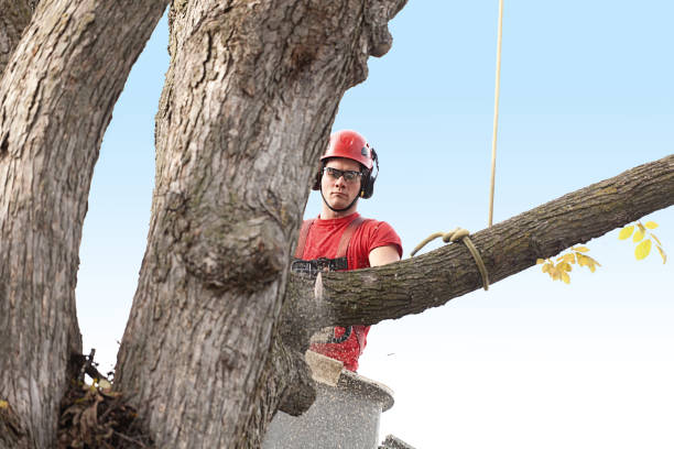 Best Stump Grinding and Removal  in East Uniontown, PA
